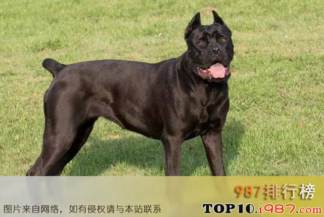 十大世界强悍的狗狗之意大利卡斯罗犬