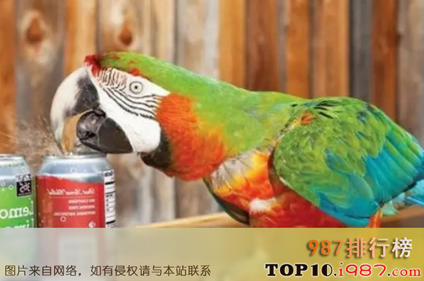 十大世界最有趣的吉尼斯纪录之打开饮料最多的鹦鹉