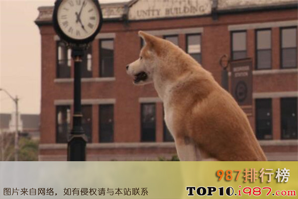 十大世界各种类型好看电影之《忠犬八公的故事》