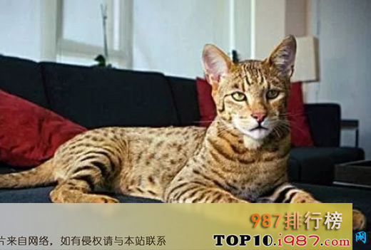 十大世界宠物猫之热带草原猫
