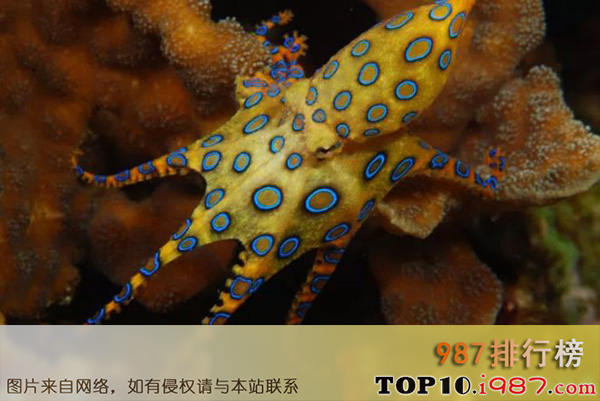 十大世界毒王之世界十大毒王之一：蓝圈章鱼