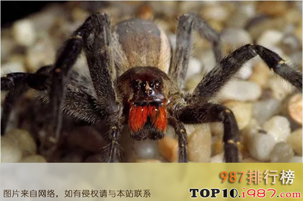 十大世界毒王之世界十大毒王之一：巴西漫游蜘蛛