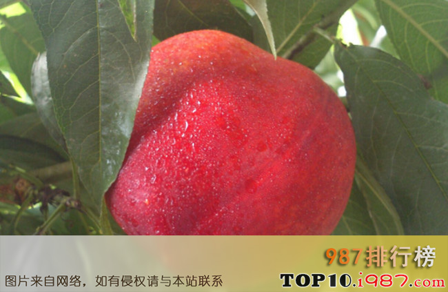 十大国内最好的油桃品种之世纪之星油桃