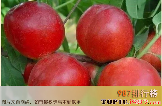 十大国内最好的油桃品种之12-33油桃
