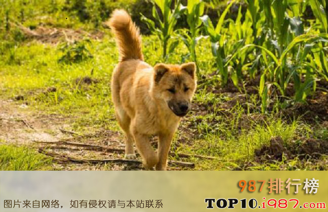 世界十大名狗之中华田园犬