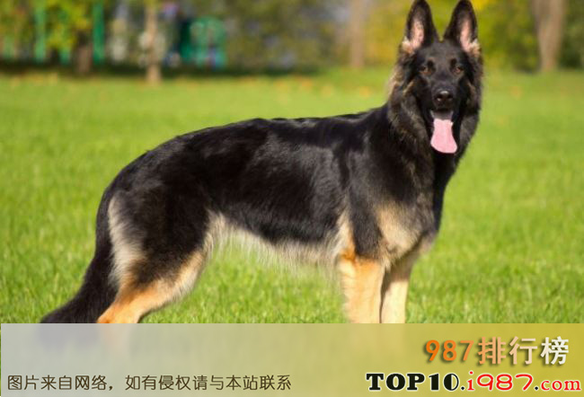 印度十大最受欢迎的狗品种之德国牧羊犬