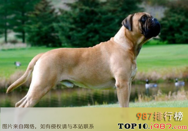 十大印度最受欢迎的狗品种之斗牛獒犬