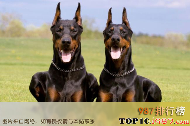 十大印度最受欢迎的狗品种之杜宾犬
