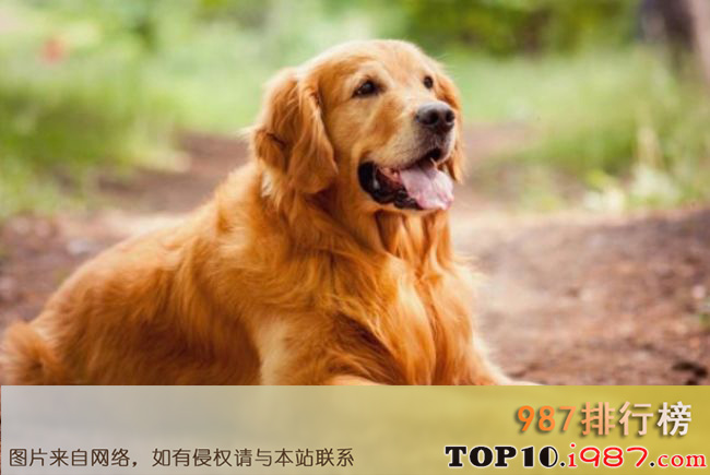 十大印度最受欢迎的狗品种之金毛寻回猎犬