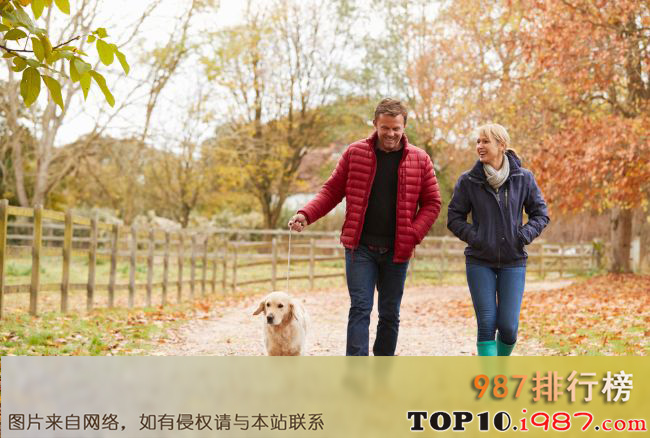 十大世界上最受欢迎的家犬品种之拉布拉多猎犬