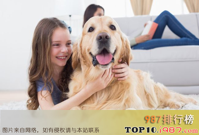 十大世界上最受欢迎的家犬品种之金毛寻回犬