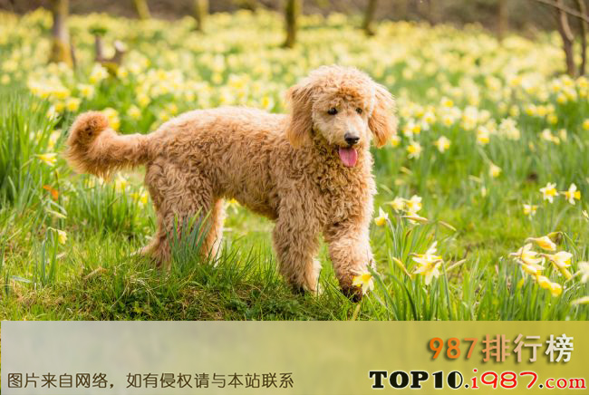 十大世界上最受欢迎的家犬品种之可卡布犬