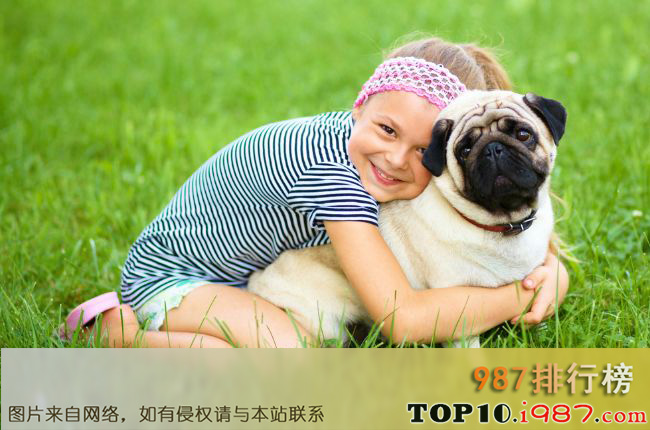 十大世界上最受欢迎的家犬品种之巴哥犬