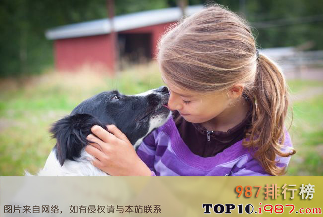 十大世界上最受欢迎的家犬品种之边境牧羊犬