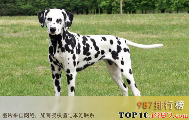 十大世界上最难训练的狗品种之达尔马提犬