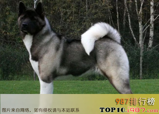 世界上最难训练的十大狗品种之秋田犬