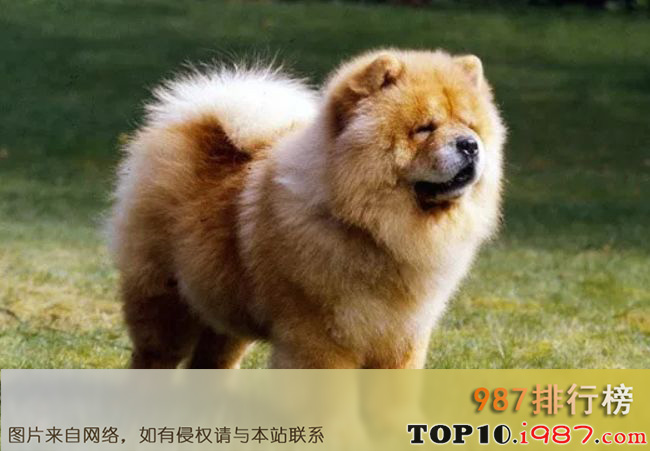 十大世界上最难训练的狗品种之松狮犬