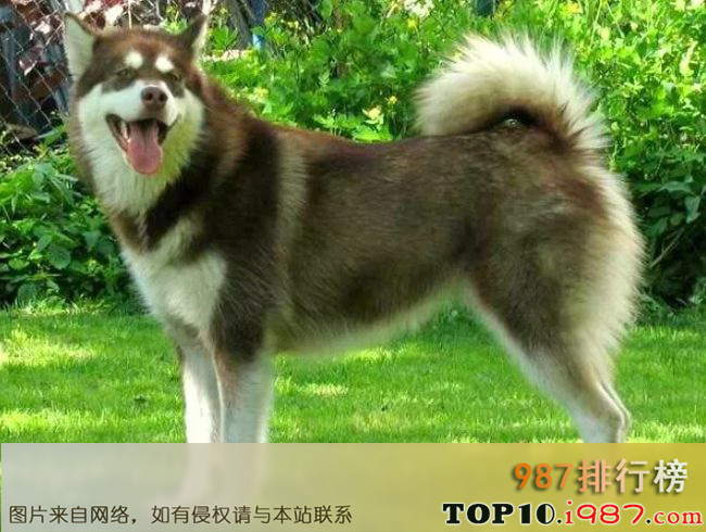 十大世界上最难训练的狗品种之阿拉斯加雪橇犬