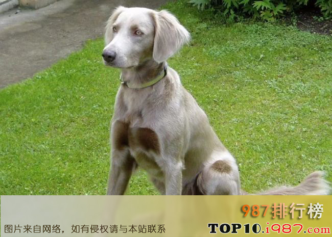 十大世界上最难训练的狗品种之威玛猎犬