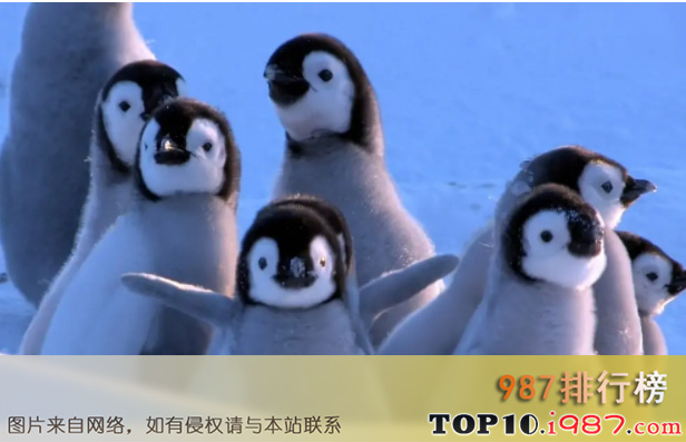 十大豆瓣纪录片之企鹅群里有特务