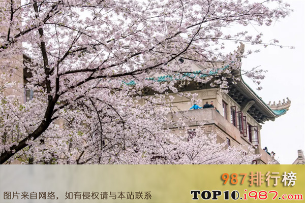 十大武汉春季旅游景点之武大樱园