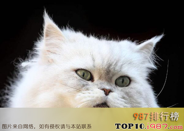 世界十大最漂亮的猫咪之波斯猫