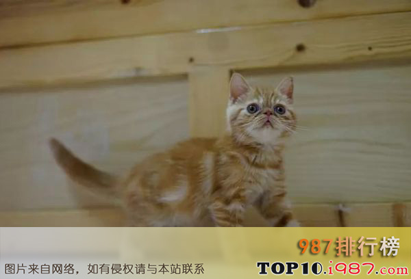 十大世界最漂亮的猫咪之异国短毛猫