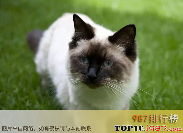 世界十大最漂亮的猫咪之布偶猫