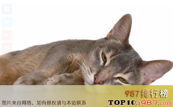 十大世界最漂亮的猫咪之阿比西尼亚猫