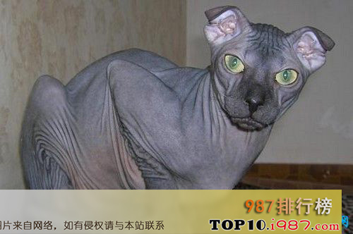 十大世界外表奇特的猫之乌克兰勒夫科伊猫