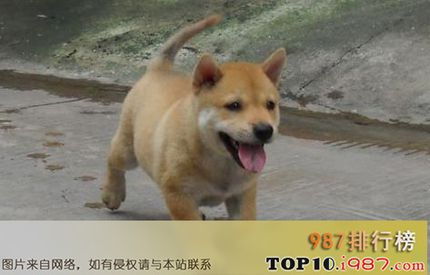 十大家庭犬排名之中华田园犬