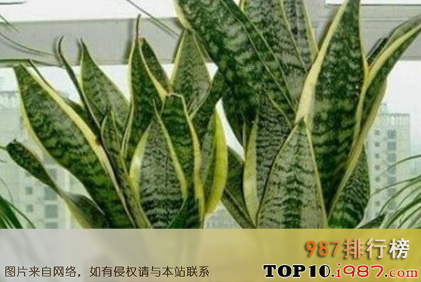 十大最好养的植物之虎皮兰