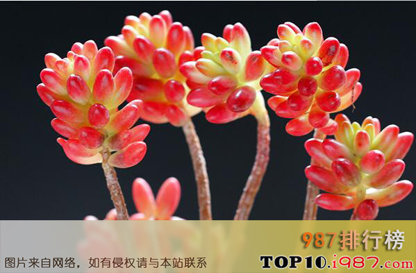 十大最漂亮的多肉植物之虹之玉锦