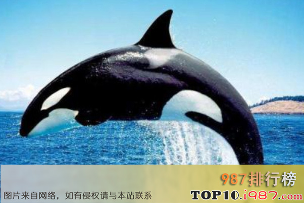 十大智商最高的动物之虎鲸