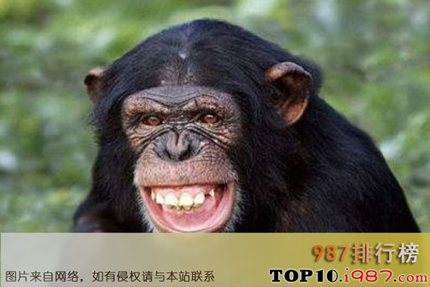 十大智商最高的动物之黑猩猩