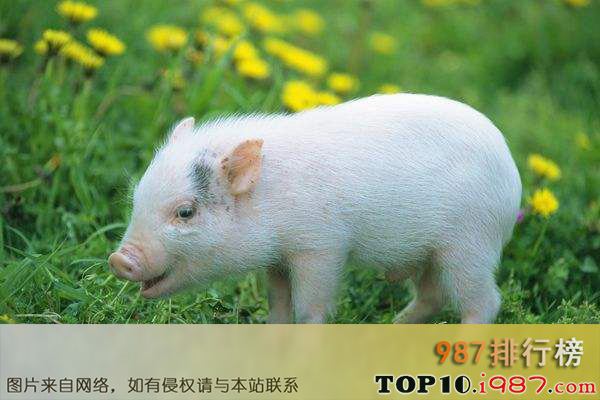 十大智商最高的动物之猪