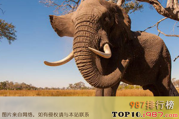 十大体型最高的动物之非洲象