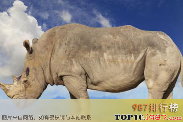 十大体型最高的动物之犀牛