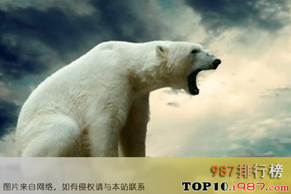 全球十大体型最高的动物排行榜之北极熊