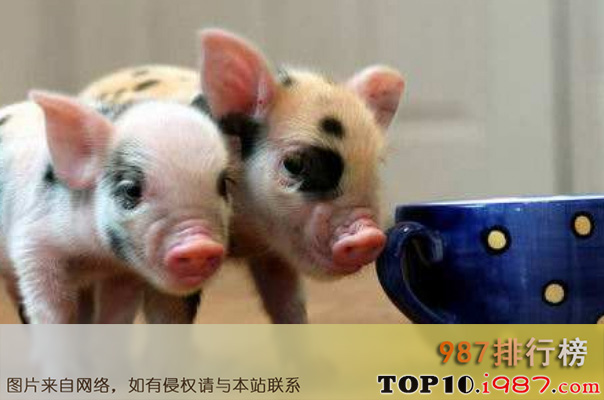 十大陆地上最小的动物之茶杯猪