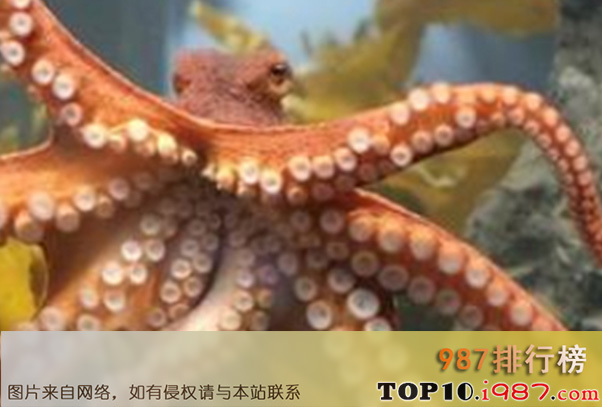 十大海洋里最小的动物之星吸盘侏儒章鱼