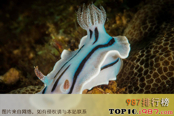 十大海洋里最小的动物之裸鳃海蛞蝓