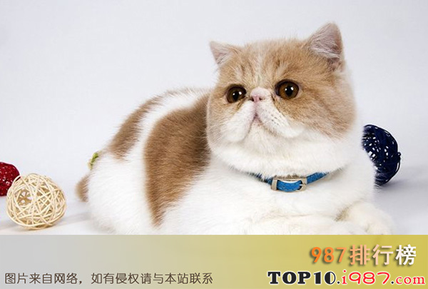 十大最萌宠物之加菲猫