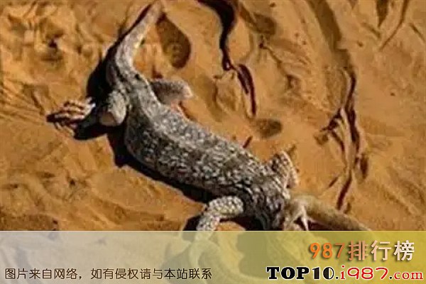 十大世界最凶猛的蜥蜴之沙漠巨蜥