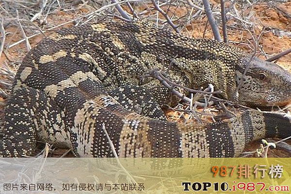 十大世界最凶猛的蜥蜴之白喉巨蜥