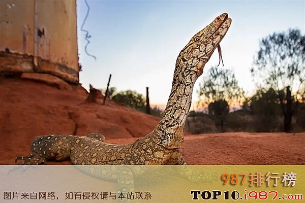 十大世界最凶猛的蜥蜴之眼斑巨蜥