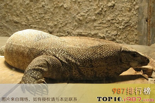 十大世界最凶猛的蜥蜴之孟加拉巨蜥