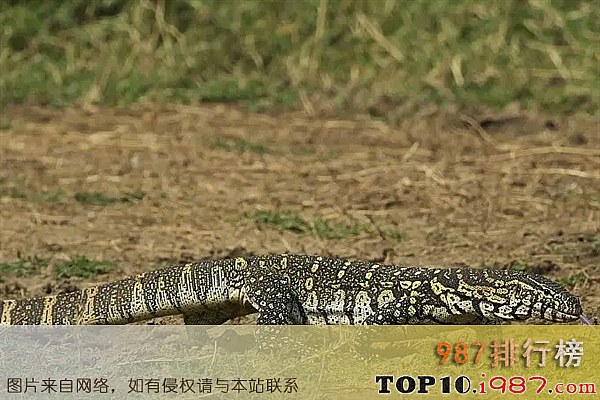十大世界最凶猛的蜥蜴之尼罗河巨蜥