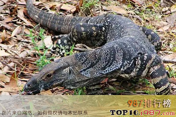 十大世界最凶猛的蜥蜴之帝摩尔花点巨蜥