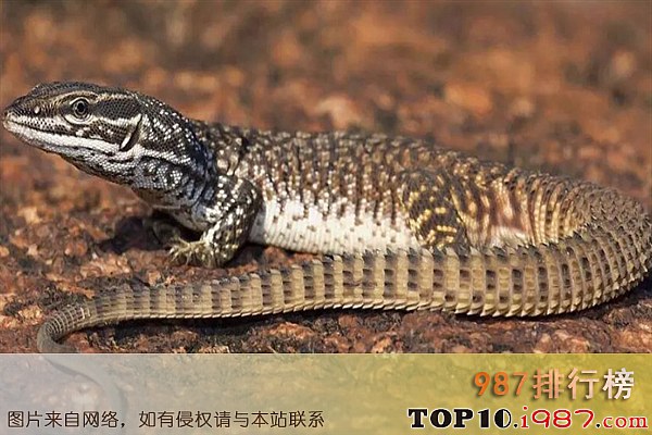 十大世界最凶猛的蜥蜴之刺尾巨蜥